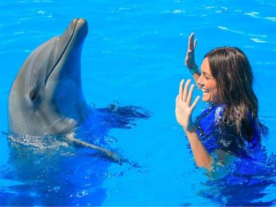 Swimming with a Dolphin